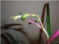 cvijet